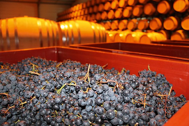 La Cave des Vignerons de Tutiac a testé la vinification en barrique dans 8 fûts de 400 l en 2014, et pense doubler ces volumes en 2015.  Photo : Vignerons de Tutiac