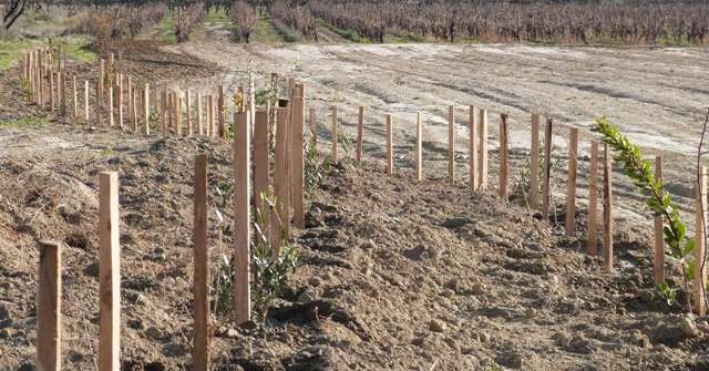 Double haie plantée en 2015 par Charles Duby, vigneron en IGP Côte de Thongue. DR