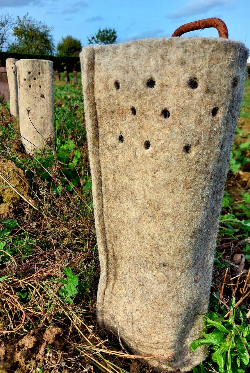 Des manchons en laine de mouton contre les chevreuils et les escargots