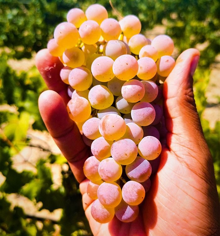Le sauvignac est une nouvelle variété de vigne de cuve de raisins blancs inscrite et classée au catalogue de variétés de vigne française depuis 2020. Anciennement dénommée cal6-04, elle présente un très bon niveau de résistance au mildiou et à l’oïdium.