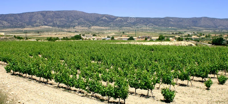 Le vignoble espagnol perdra 10 à 20% de ses surfac