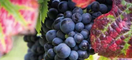 Une production viticole française 2022 au niveau d
