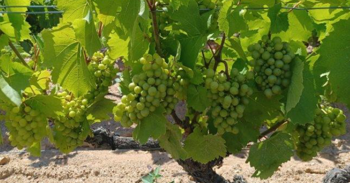 Stade fermeture de grappe le 4 juillet, dans un terroir précoce, cépage gamay noir à jus blanc.