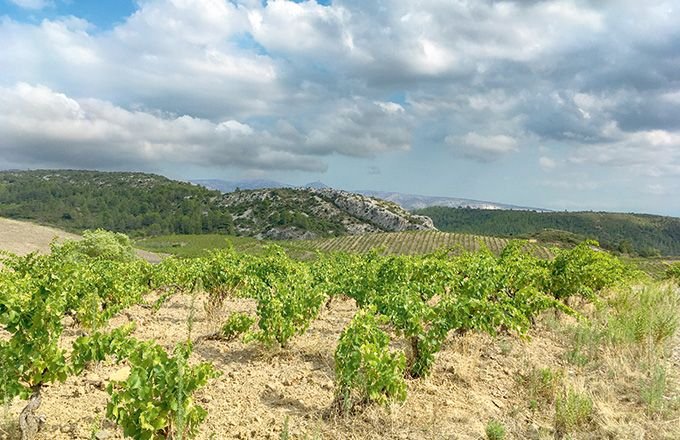 vigne du Roussillon (S.Favre)