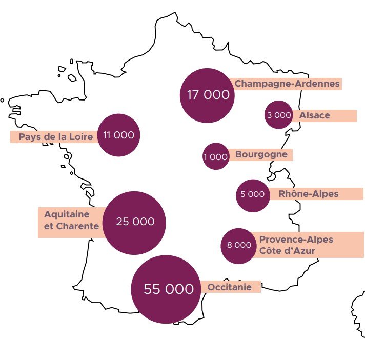 La confusion sexuelle contre les vers de la grappe en France en 2021 (BASF)