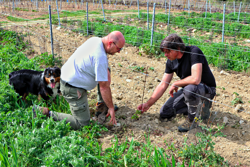 Jacques Chabbert et Jérôme Salles introduisent les premiers pieds de la variété Bouquet sur l'AOP Faugères. Crédit photo : Cru Faugères