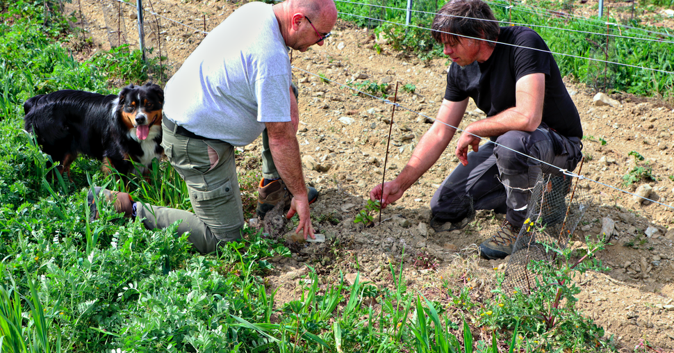 Jacques Chabbert et Jérôme Salles introduisent les premiers pieds de la variété Bouquet sur l'AOP Faugères. Crédit photo : Cru Faugères