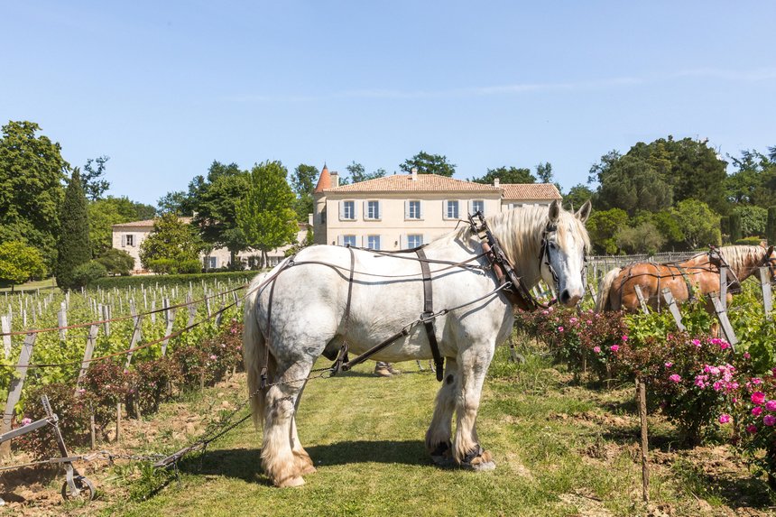Château Troplong Mondot (Bordeaux, France) rejoint IWCA. Credit photo  : Cecile Perrinet Lhermitte