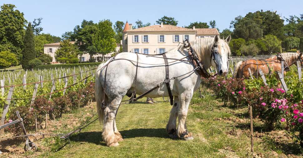 Château Troplong Mondot (Bordeaux, France) rejoint IWCA. Credit photo  : Cecile Perrinet Lhermitte