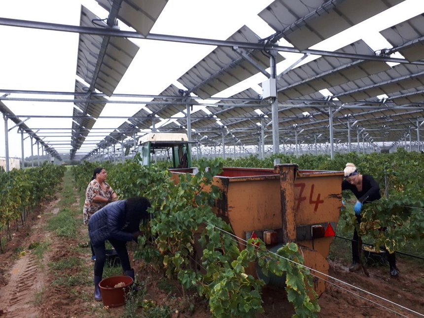 Premières vendanges agrivoltaïques à Tresserre. Photo Twitter Sun'Agri