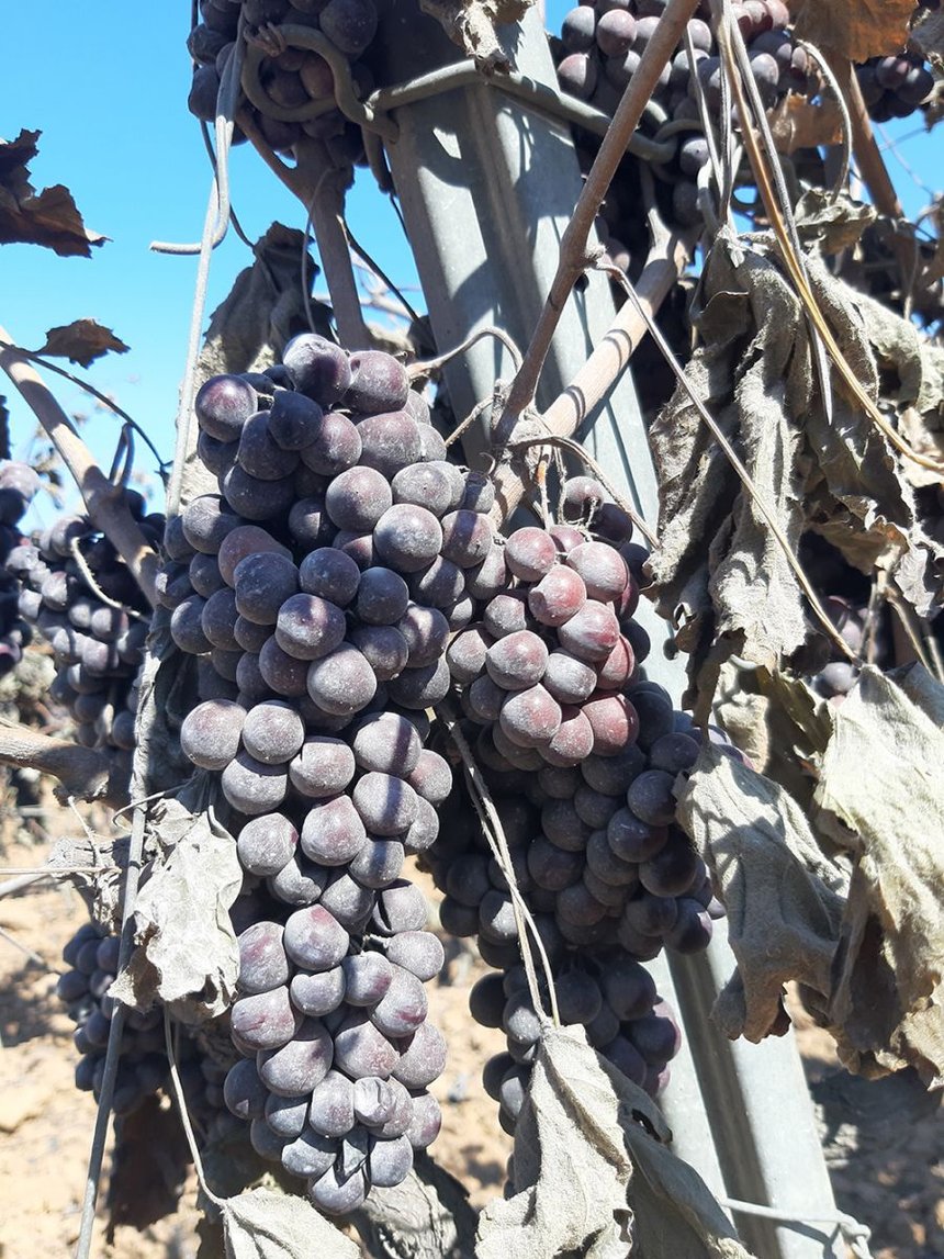 Dégâts directs et dépôts de cendre sur les raisins,  Provence, 2021 — Photo ICV