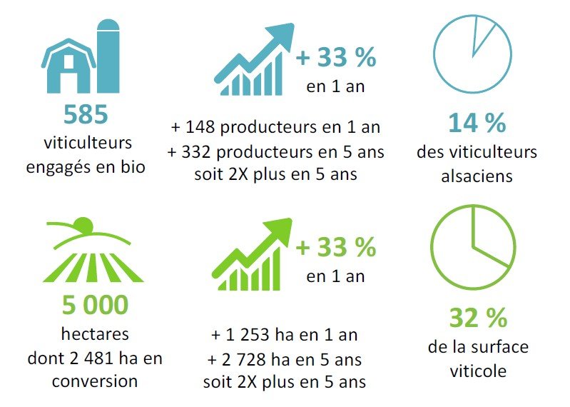 Chiffres de la viticulture bio en Alsace en 2020 (ORAB Bio en Grand Est, Agence Bio)