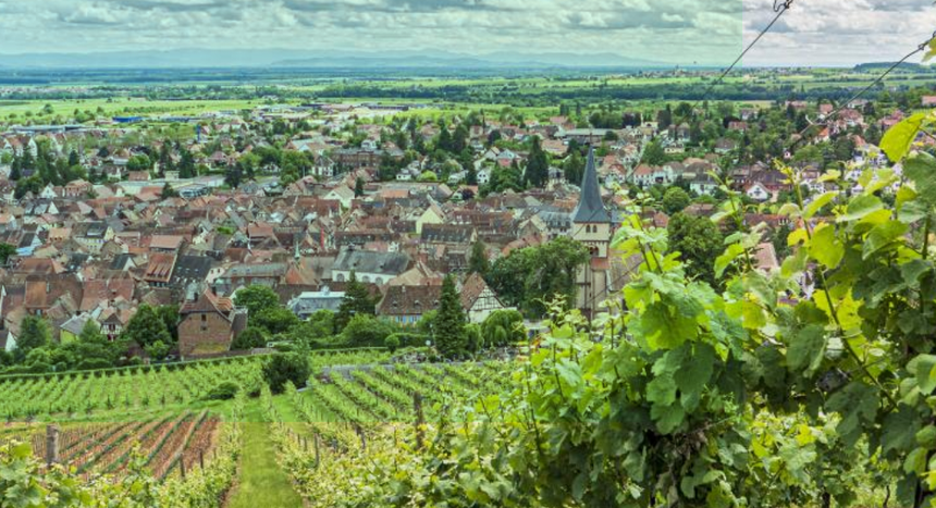 paysage viticole en Alsace