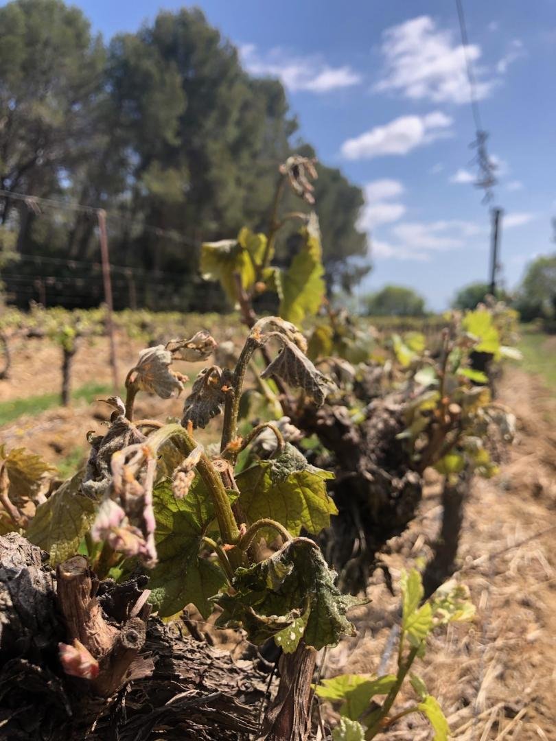 Vignes gelées dans l'Hérault (CA34)