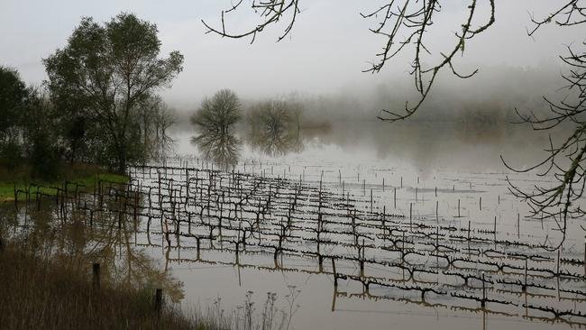 Inondation de vignes le long de la rivière Russe  en Californie (c) Eric Risberg / Associated Press