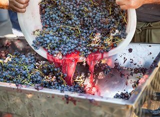 La situation est très compliquée pour les vignerons sud-africains à l'approche des vendanges 2021 (VinPro)