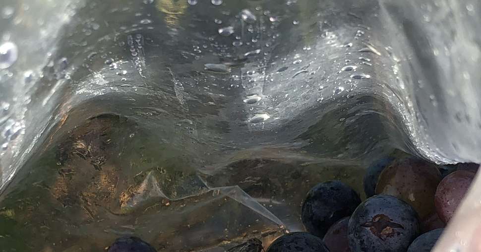 Sachet de prélèvement en prévision de vendanges en Beaujolais. Photo de @Bertrand011322 (https://twitter.com/Bertrand011322/status/1295275484306182144)