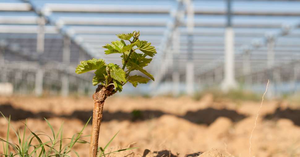 Des panneaux photovoltaïques dans les vignes