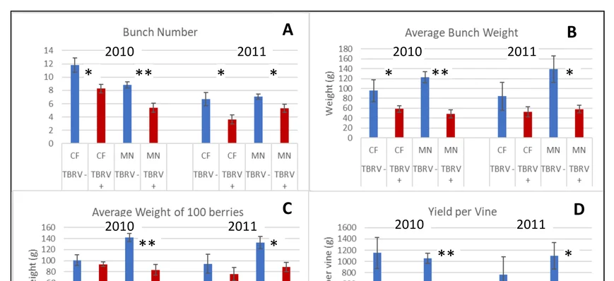 L’impact du virus TBRV mesuré sur vigne