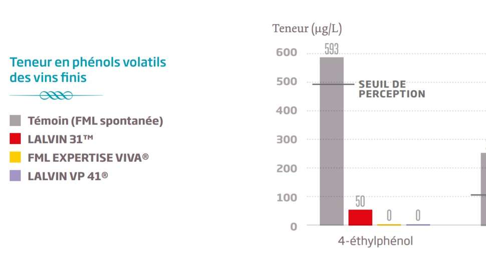 Teneur en phénols volatils des vins, essais Lallemand