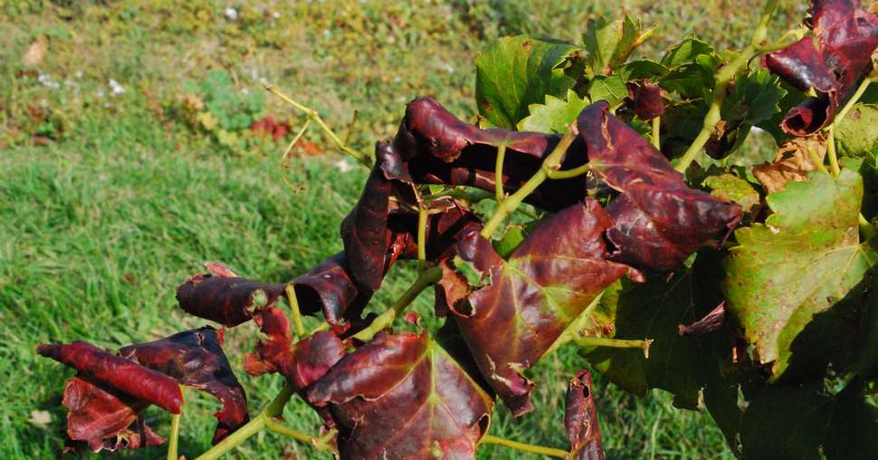 La flavescence dorée, en 2016, est en retrait dans le vignoble de Die (S.Favre/pixel image)