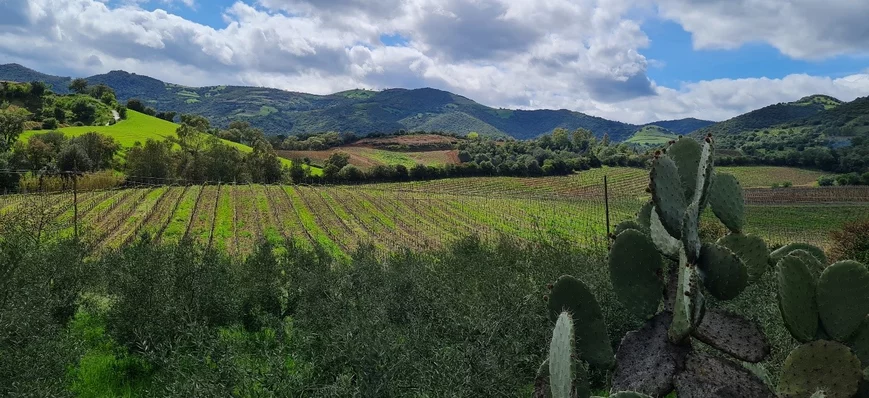 Les vins sardes, les trésors cachés de l’Italie