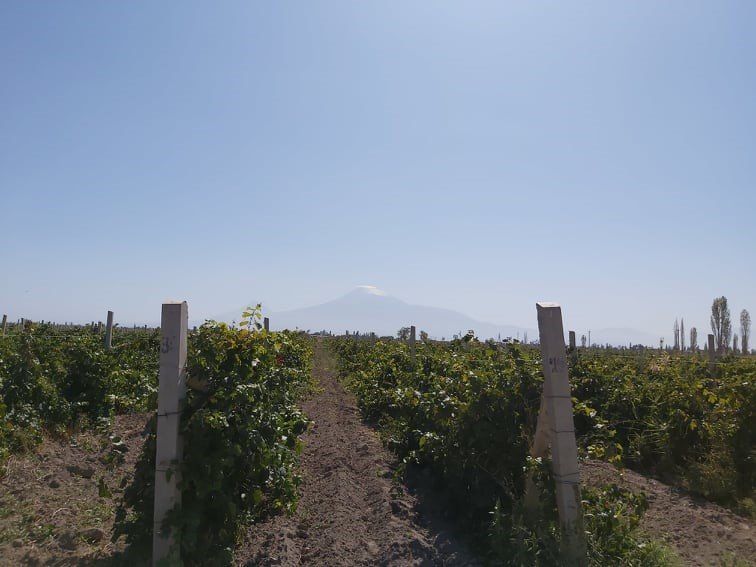 Le vignoble arménien est cultivé par des dizaines de milliers de petits vignerons