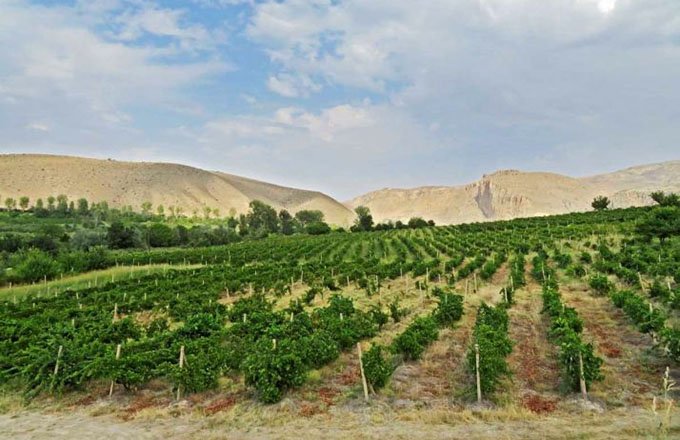 Une des principales spécificités de l’Arménie viticole est qu’elle est essentiellement plantée en cépages endémiques.