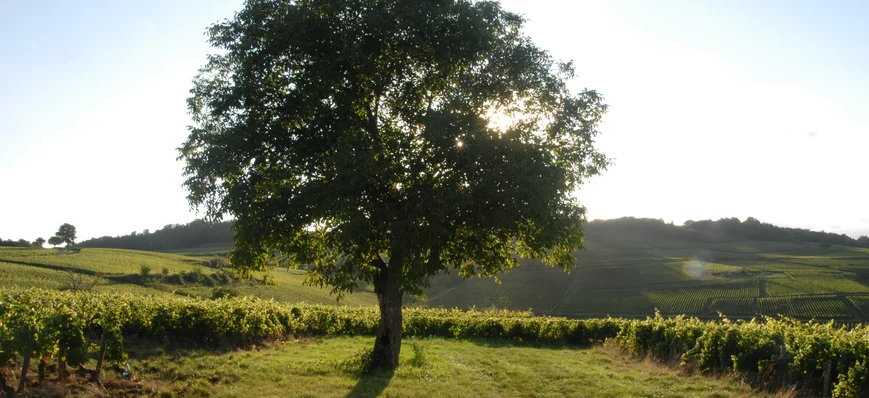 Planter un arbre pour 10 ha de vigne