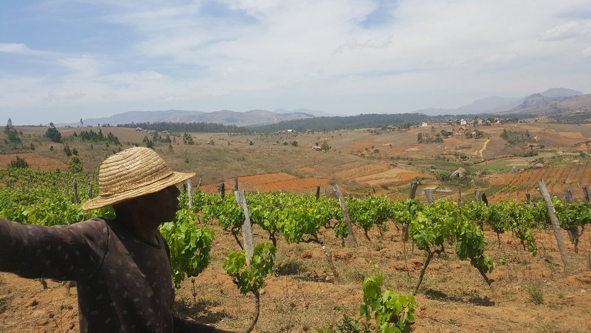 Les vignes à Madagascar sont plantées sur des sols rouges très pauvres (S.Badet)
