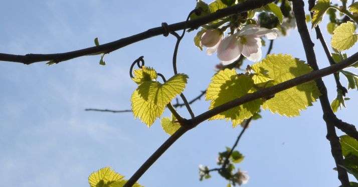 La Vigne dans le pommier - Photo : Albane B.