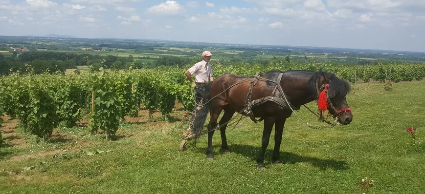 Les viticulteurs serbes de Sumadija se rêvent en S