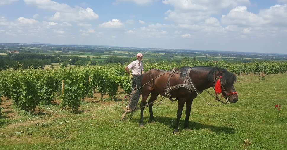 Les vins serbes se positionnent comme un alliage entre modernité et tradition (S.Badet)