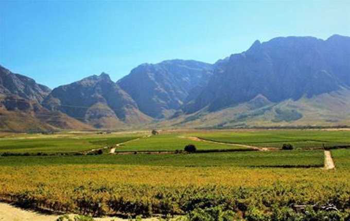 Vignoble en Afrique du Sud. Photos : DR