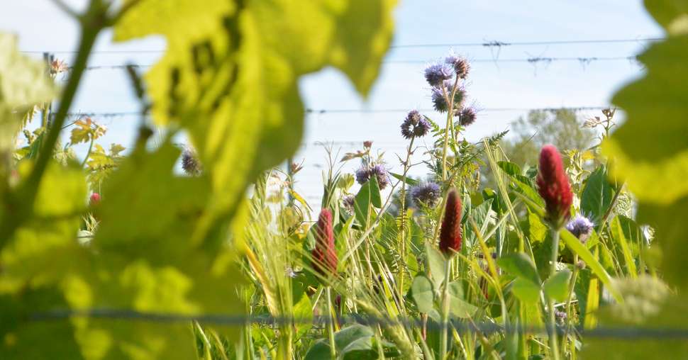 Comment développer une vision plus holistique de la viticulture ? Photo : DR