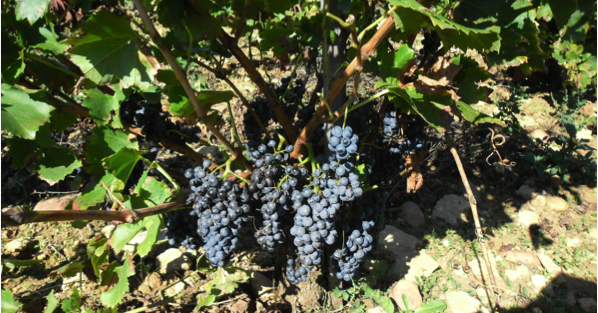 Grenache à petites baies - Photo : Olivier Jacquet