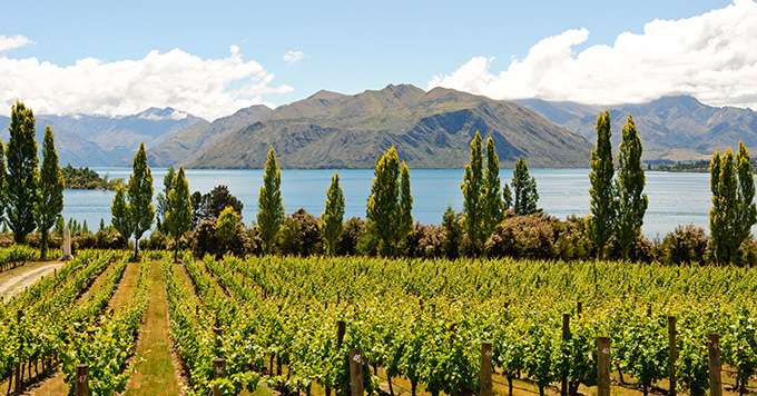 Vignoble en Nouvelle-Zélande. Photo : AL/Fotolia