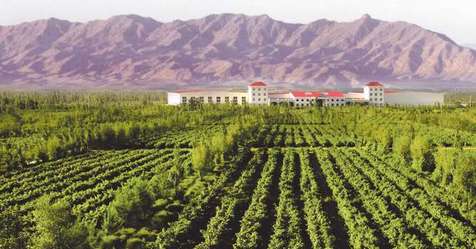 vignoble chinois