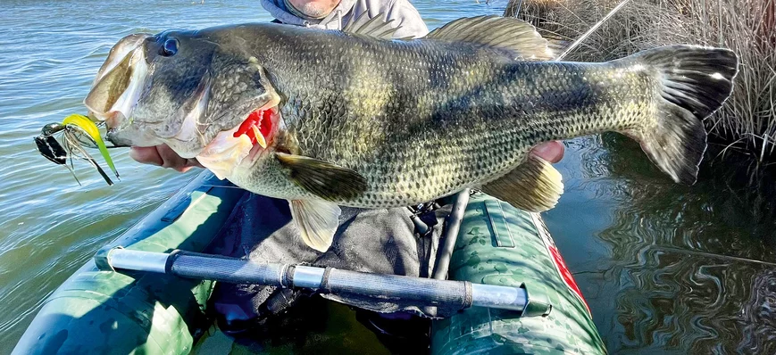 Poisson d'exception : un black-bass de 62 cm pêché