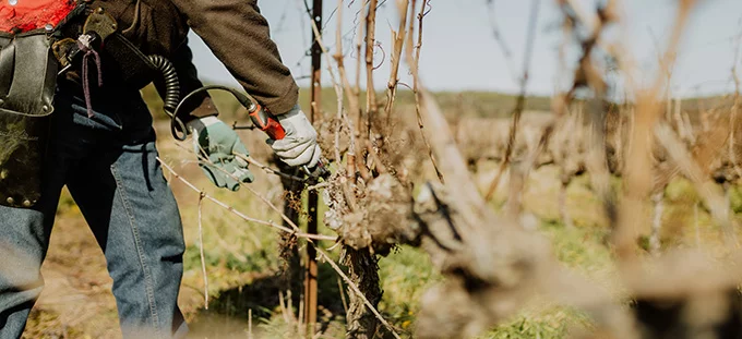 Travailleurs sans-papiers dans les vignes : 8 mois