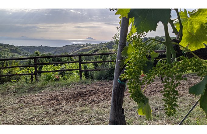 Depuis 2012, Cosmo Rombolà cultive trois hectares de vignes autochtones dans les hauteurs de Tropea, en Calabre. Masicei, le domaine familial, produit 15 000 bouteilles par an avec une gamme de onze vins : rouge, blanc, rosé et pétillant. Photos : Masicei