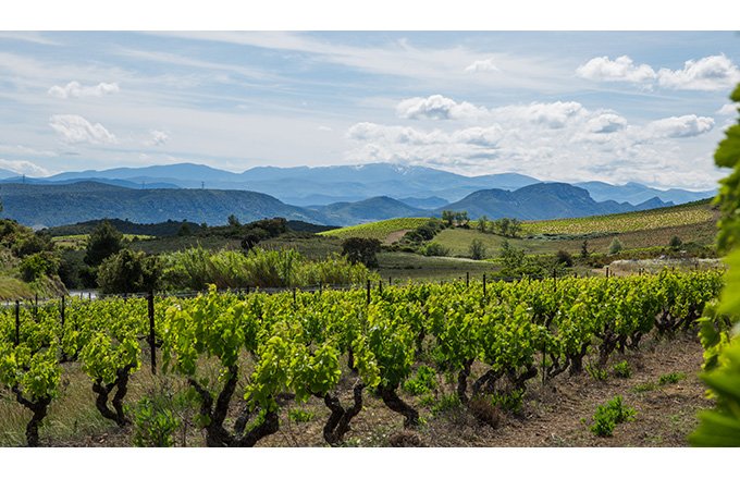 Le vignoble de l'appellation corbières s'étend sur 10 600 hectares. Photo : Angelina Cecchetto/Adobe stock