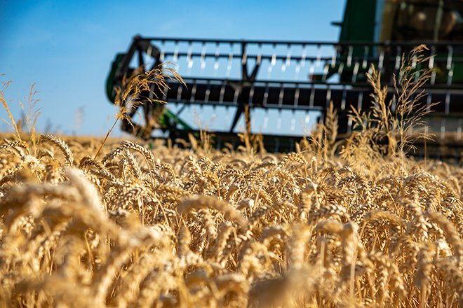 Arvalis et Intercéréales&nbsp;ont communiqué sur une première estimation de la moisson de blé tendre 2022. Crédit:&nbsp;Olivier/Adobe Stock
