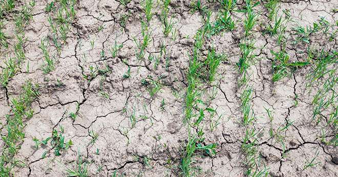 Le blé américain souffre de la sécheresse. Crédit:&nbsp;salman2/Adobe Stock