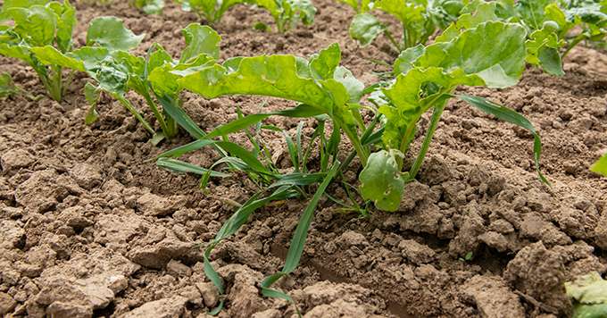 Pour utiliser l'OAD Deciflorsys, les utilisateurs doivent déterminer leurs objectifs, par exemple, diminuer l'usage d'herbicides. Crédit: S. Leitenberger/AdobeStock