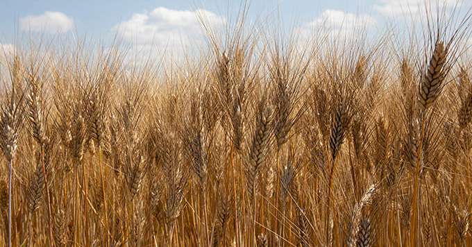 Des voix s’élèvent pour inciter les agriculteurs à se relancer dans la culture de blé dur. Crédit: Johannes Wilke/Adobe Stock