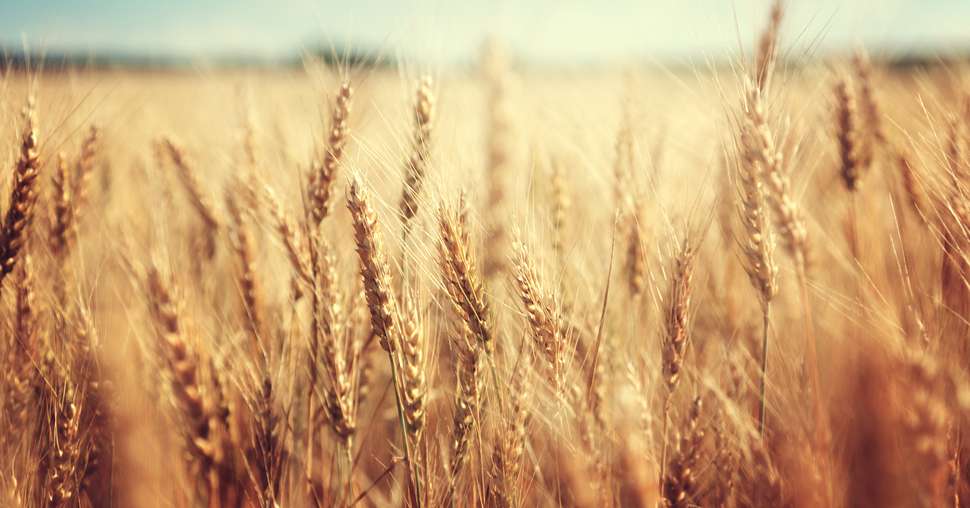 Malgré un prix supérieur aux substances traditionnelles (l'équivalent d'environ un quintal de blé de plus), le producteur s'y retrouve largement, avec trois quintaux supplémentaire. © Iakov Kalinin/AdobeStock