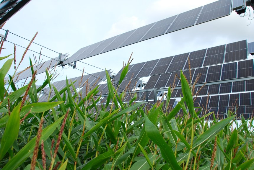 La canopée agricole consiste en une structure photovoltaïque dont les panneaux sont placés au-dessus de la culture. Crédit photo : M. Lecourtier / Média&amp;Agriculture