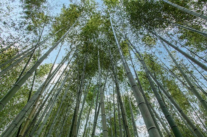 Un réseau de 85 agriculteurs partenaires de la filiale française d’OnlyMoso cultive 215 hectares de bambou. Crédit: Sonja/Adobe Stock