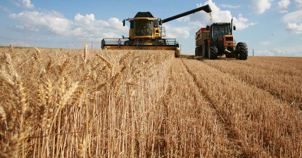 Le blé tendre affiche un beau rendement, et une production en hausse, tant par rapport à 2022, que par rapport à la moyenne quinquennale. © X. BEGUET- Panorama